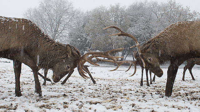 Deer in the snow (Photo: Effi Sharir)