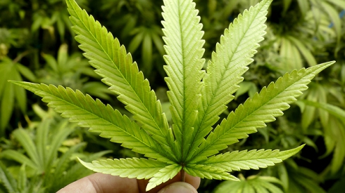 Административный штраф за марихуану анальгин и конопля