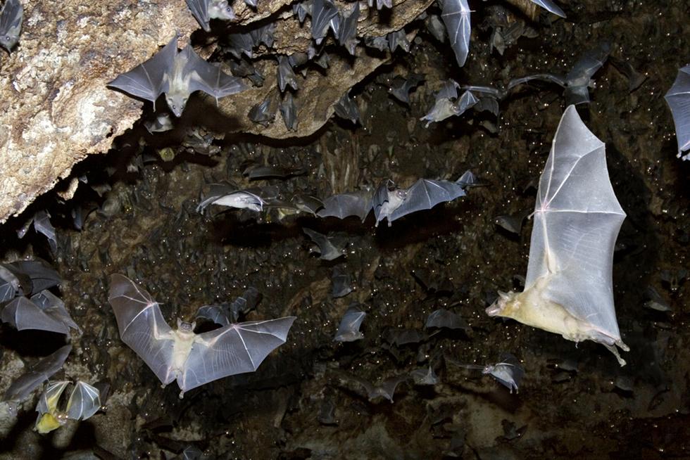 מוצאים את הדרך בעזרת התאים הייעודיים. עטלף פירות מצוי מנווט אל המטרה.  (צילום: shutterstock) (צילום: shutterstock)