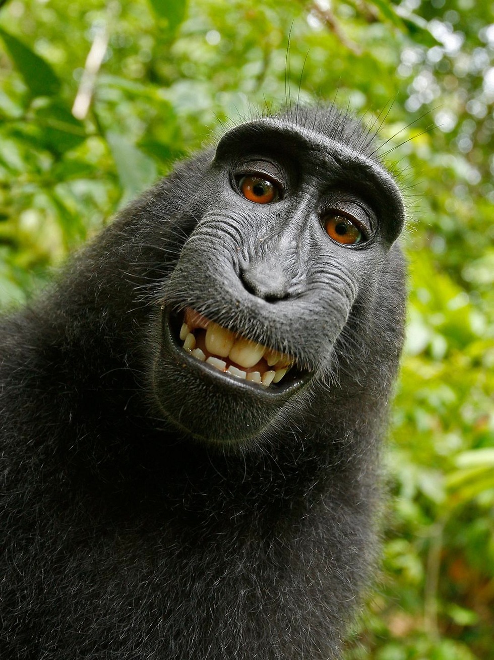 גם היא צריכה אישור חברתי. סלפי שצולם בידי קופת מקוק שחור בגן חיות באינדונזיה, שלקחה את המצלמה מידיו של הצלם וצילמה את עצמה ()