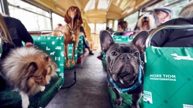 אוטובוס תיירים לכלבים בלבד ()