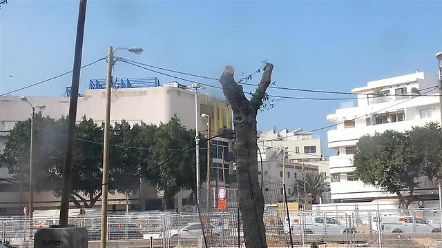 כריתת עצים בתל אביב (צילום: מגמה ירוקה) (צילום: מגמה ירוקה)
