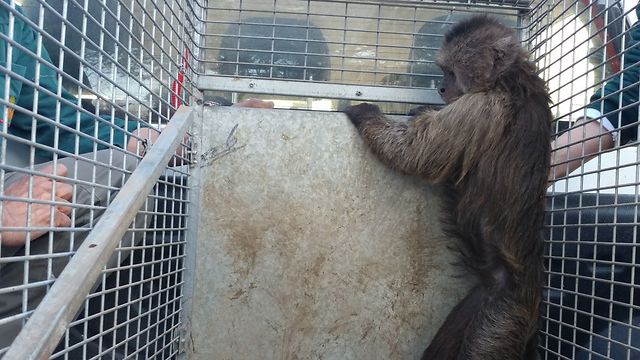 הקוף קונר חוזר לחצר הקופים בספארי (באדיבות ספארי ר"ג) (באדיבות ספארי ר
