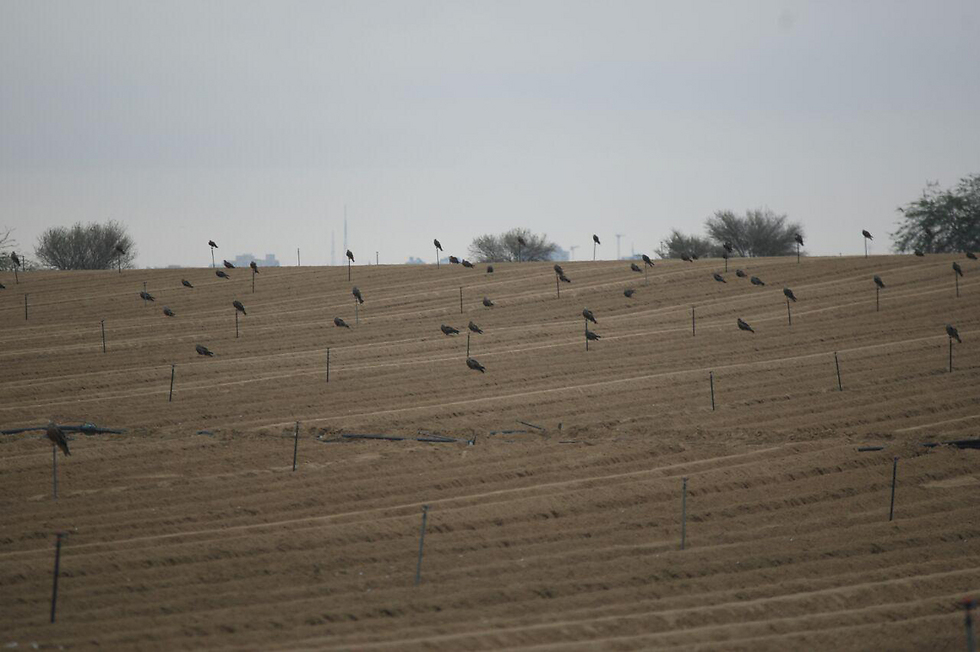 השדות בנגב מחכים לגשם, אחרי תקופת יובש ארוכה (צילום: רועי עידן) (צילום: רועי עידן)