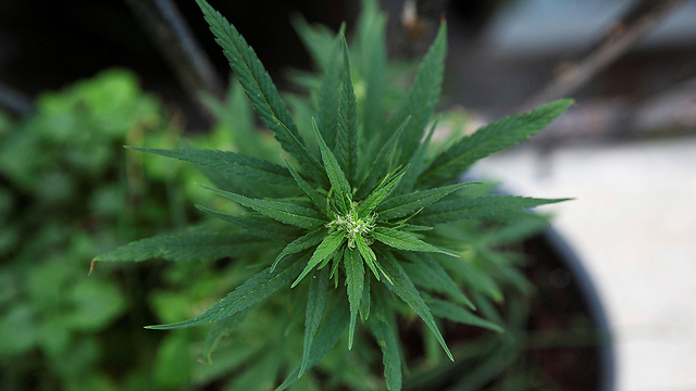 Cannabis (File photo: Reuters)