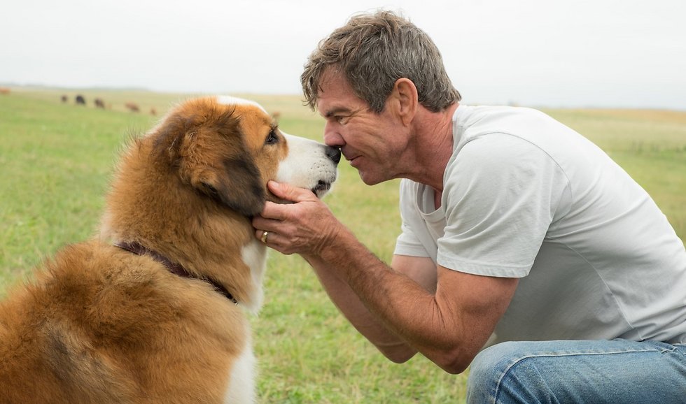 דניס קווייד וכלב הסן ברנרד ב"A Dog's Purpose" ()