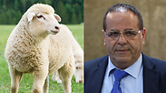 Photos: Shutterstock, Amit Shabi) Photos: Shutterstock, Amit Shabi)
