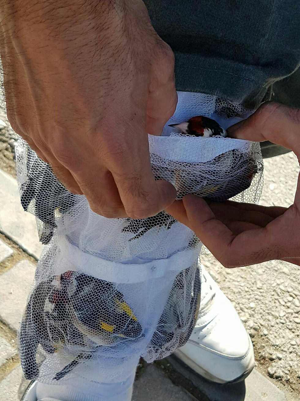 The Palestinian smuggled the birds in his pants (Photo: Israel Ports Authority)