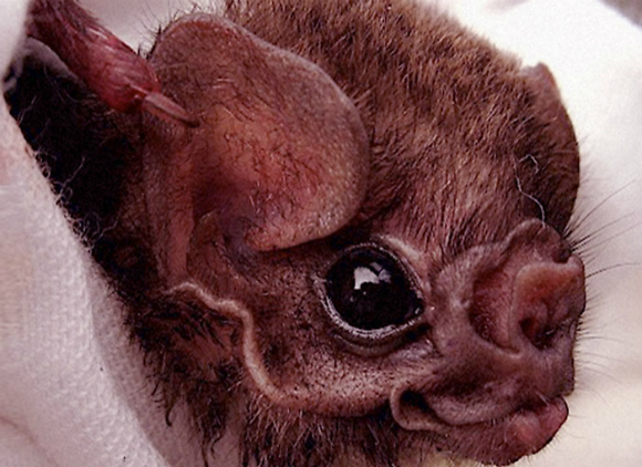 עושים חתך קטן בעור ומוצצים את הדם של עופות או בני אדם ישנים. עטלף "ערפד שעיר רגלים" (צילום: מתוך ויקיפדיה)