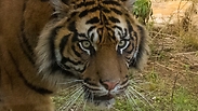 Тигр Римба. Фото: Офер Бриль