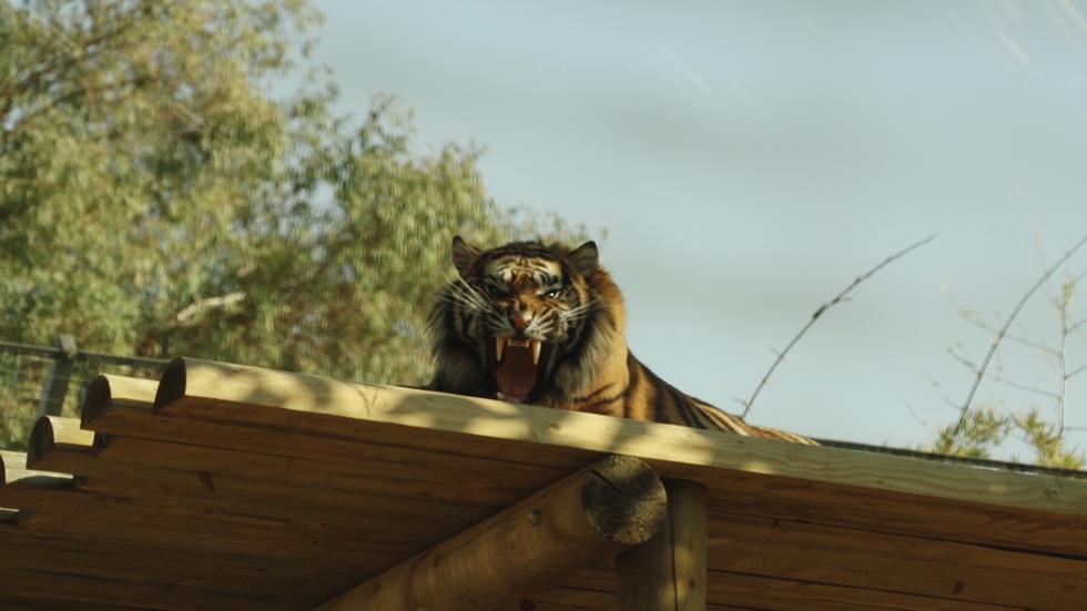 Тигр Римба. Фото: Эрез Эрлихман