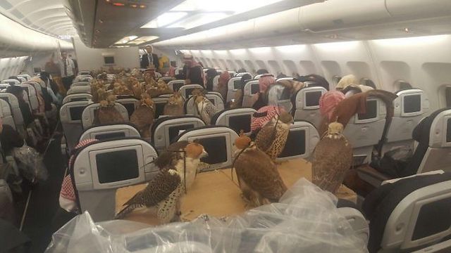 נסיך סעודי ו-80 עופות עולים על מטוס. לא מדובר בהתחלה של בדיחה (צילום: LENSOO/REDDIT) (צילום: LENSOO/REDDIT)