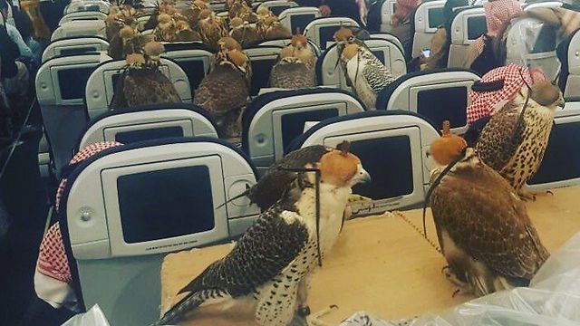 גם הם מעדיפים לשתות מיץ עגבניות בטיסה? (צילום: Ahmet Yasar @yasarny) (צילום: Ahmet Yasar @yasarny)