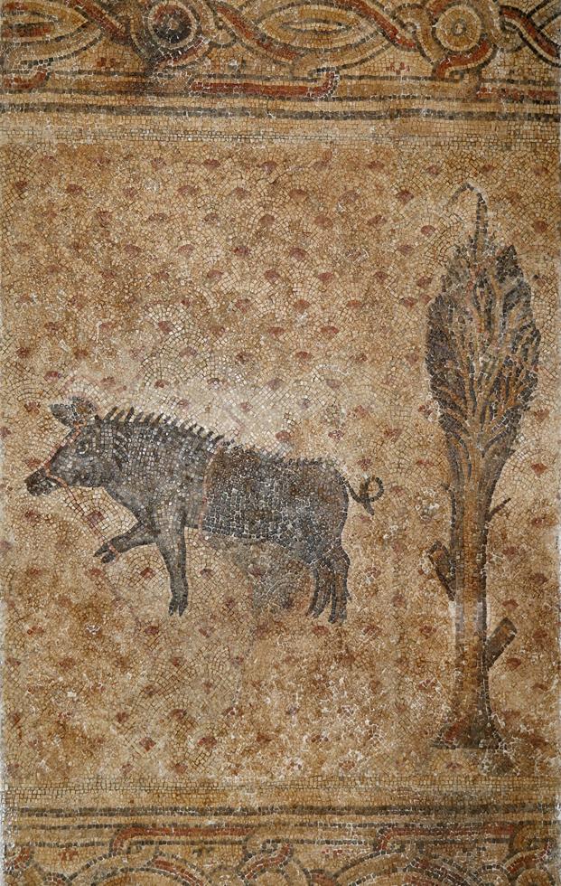 פסיפס של חזיר בר מהתקופה הביזנטית שנתגלה בחפירות ארכאולוגיות שנערכו בחניתה בשנת 1938. (צילום: עזרא חדד) (צילום: עזרא חדד)