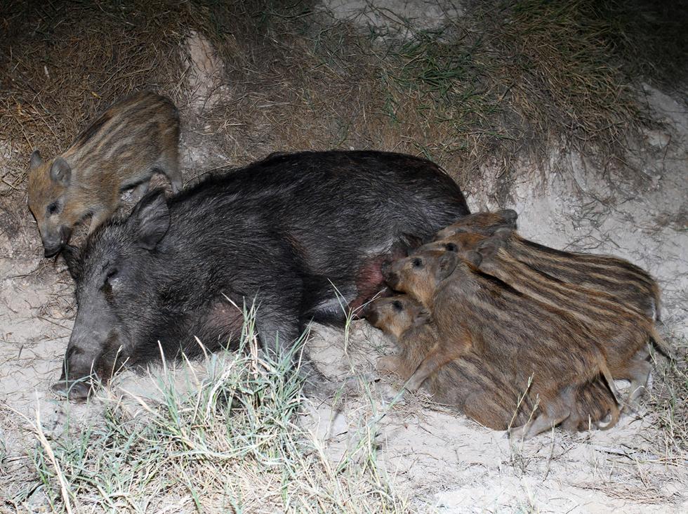 נקבת חזיר בר באזור מישור החוף מניקה גורים (צילום: עזרא חדד) (צילום: עזרא חדד)