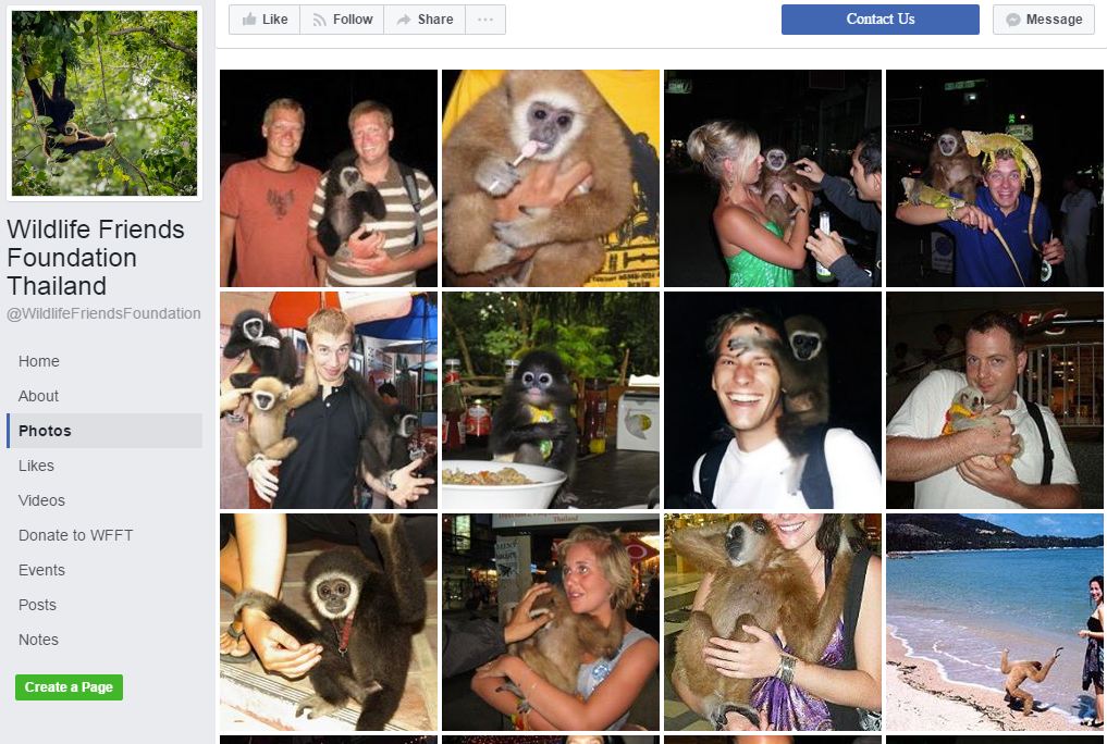 רובם של התיירים אוהבי בעלי חיים ולא מודעים לתופעת ציד הקופים מהטבע (צילום מסך: עמוד הפייסבוק של Wildlife Friends Foundation Thailand) (צילום מסך: עמוד הפייסבוק של Wildlife Friends Foundation Thailand)