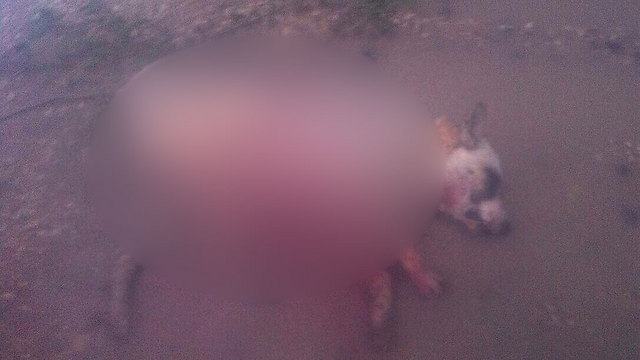 הכלב סטאר, לאחר שנורה למוות (צילום: תנו לחיות לחיות) (צילום: תנו לחיות לחיות)