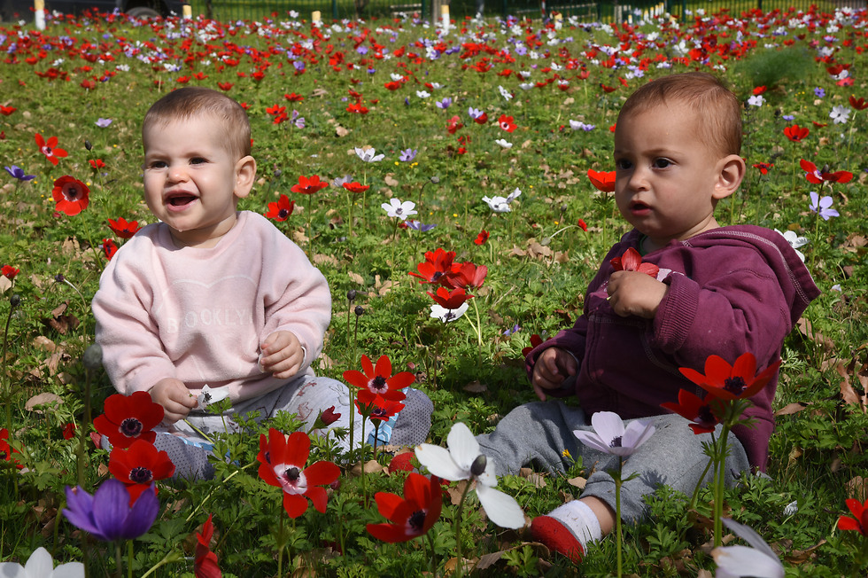 קטנים וגדולים נהנו מהפריחה בחורשת טל שבצפון (צילום: אביהו שפירא) (צילום: אביהו שפירא)