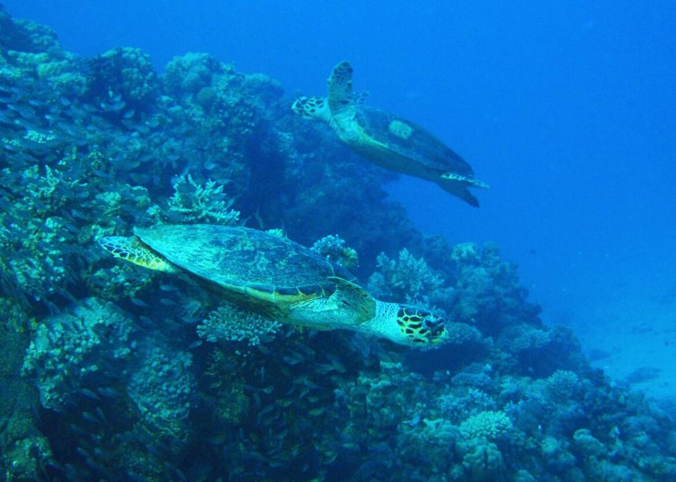 בילי (בחלק העליון) ודרורה שוחים יחד בשמורת האלמוגים באילת (צילום: גולן רידר, רשות הטבע והגנים) (צילום: גולן רידר, רשות הטבע והגנים)