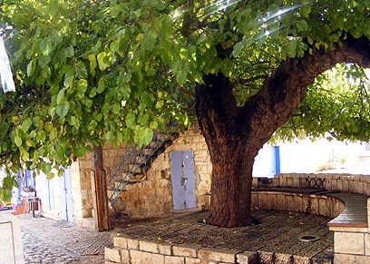 Знаменитое дерево в Пкиине. Фото: ynet