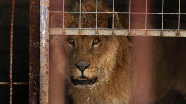 "לא אנושי להשאיר את מלך הג'ונגל במקום כזה". סימבה האריה בגן החיות במוסול (צילום: AFP) (צילום: AFP)