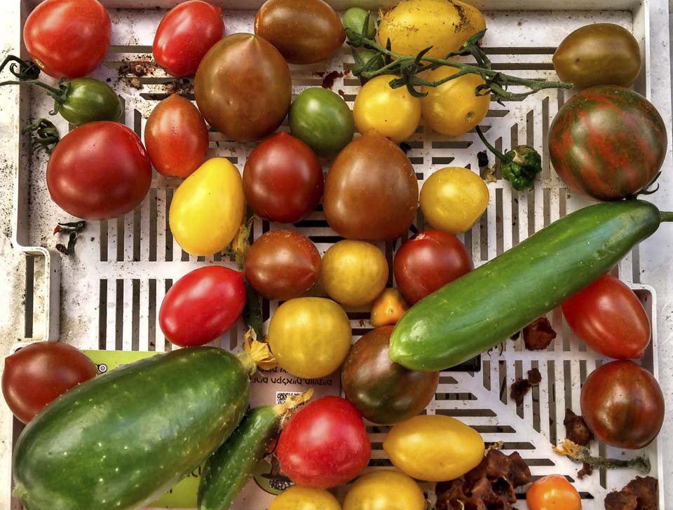Израильские томаты всех цветов радуги. Фото: Вадим Малев