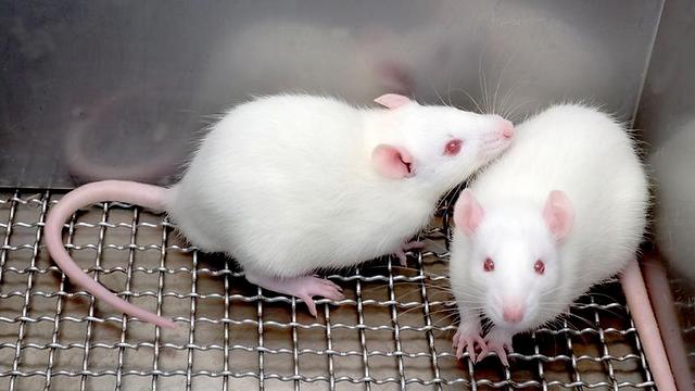 לעכברים המצולמים אין קשר לנאמר בכתבה (צילום: shutterstock) (צילום: shutterstock)