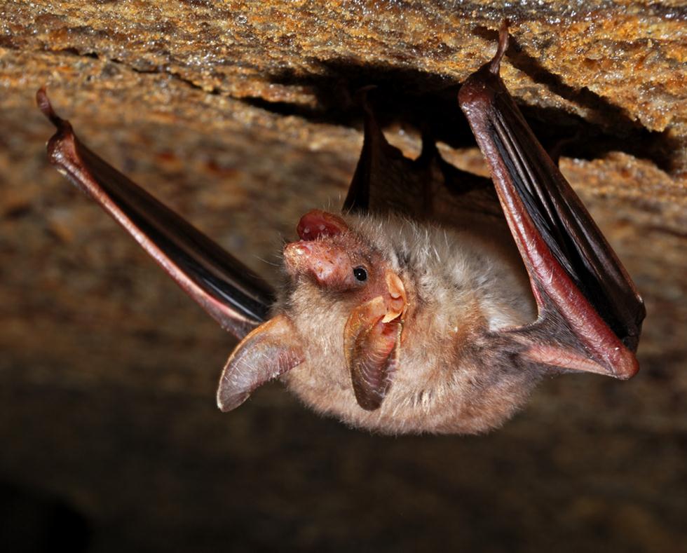 עטלף חרקים. תרדמת חורף במערה (צילום: shutterstock) (צילום: shutterstock)