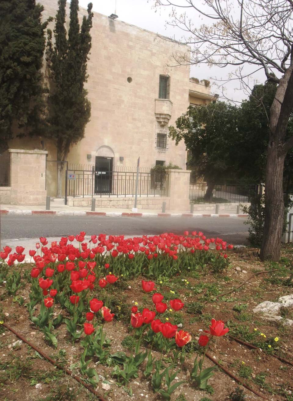 Тюльпаны в Иерусалиме