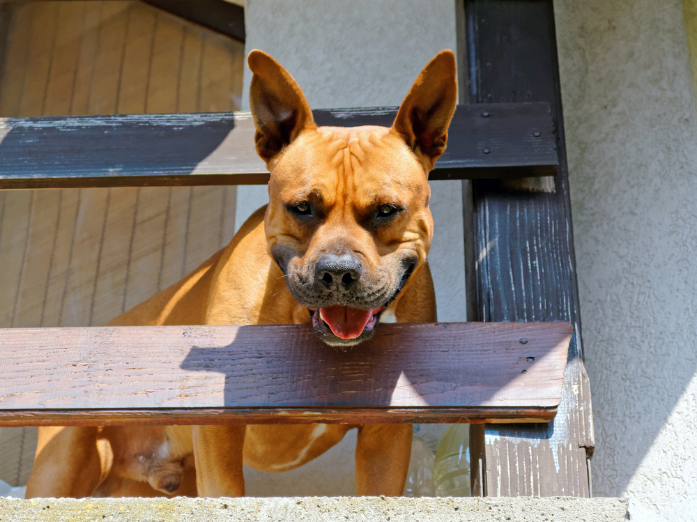 הכלב נובח שעות ללא הפסקה? לרוב זה גובל בהתעללות של בעל הכלב (צילום: shutterstock) (צילום: shutterstock)