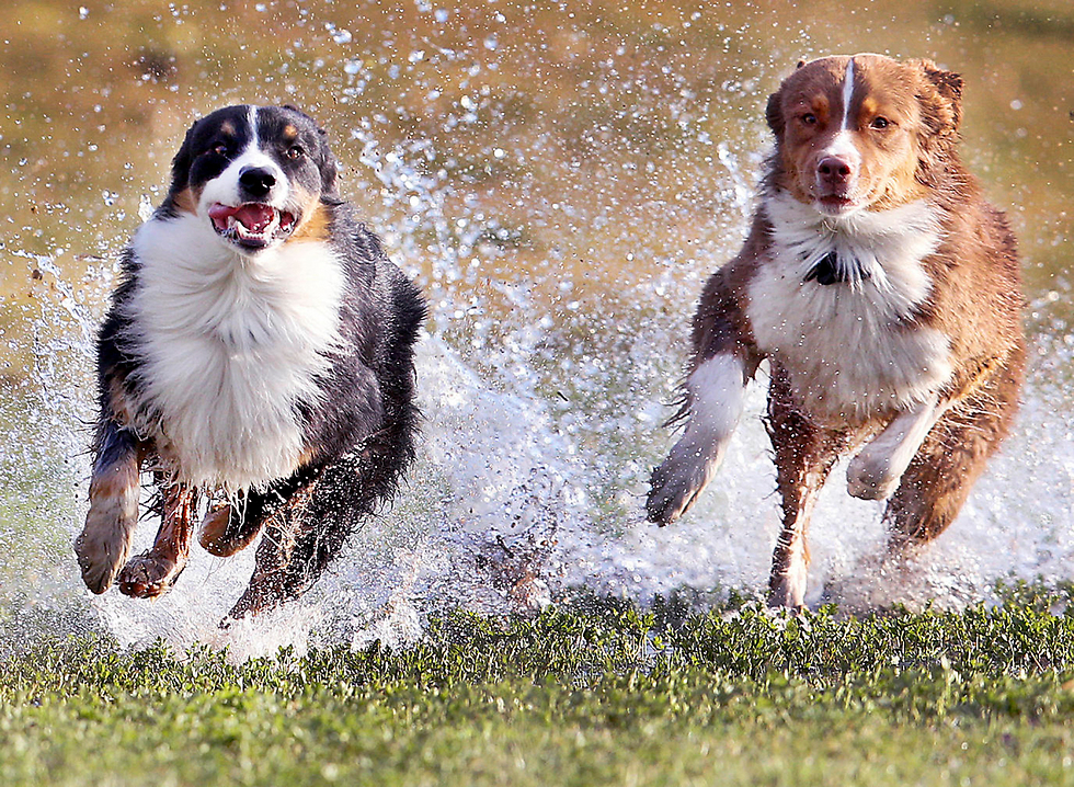 פרנק (משמאל) וליזי, שני כלבים מגזע רועה אוסטרלי, רצים בפארק בפרנקפורט, גרמניה (צילום: AP) (צילום: AP)