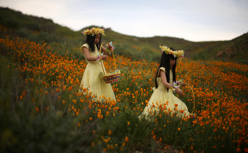 ג'וליה לו בת החמש (משמאל) ובת גילה איימי ליו צועדות בשדה פרחים בלייק אלסינור, קליפורניה (צילום: רויטרס) (צילום: רויטרס)