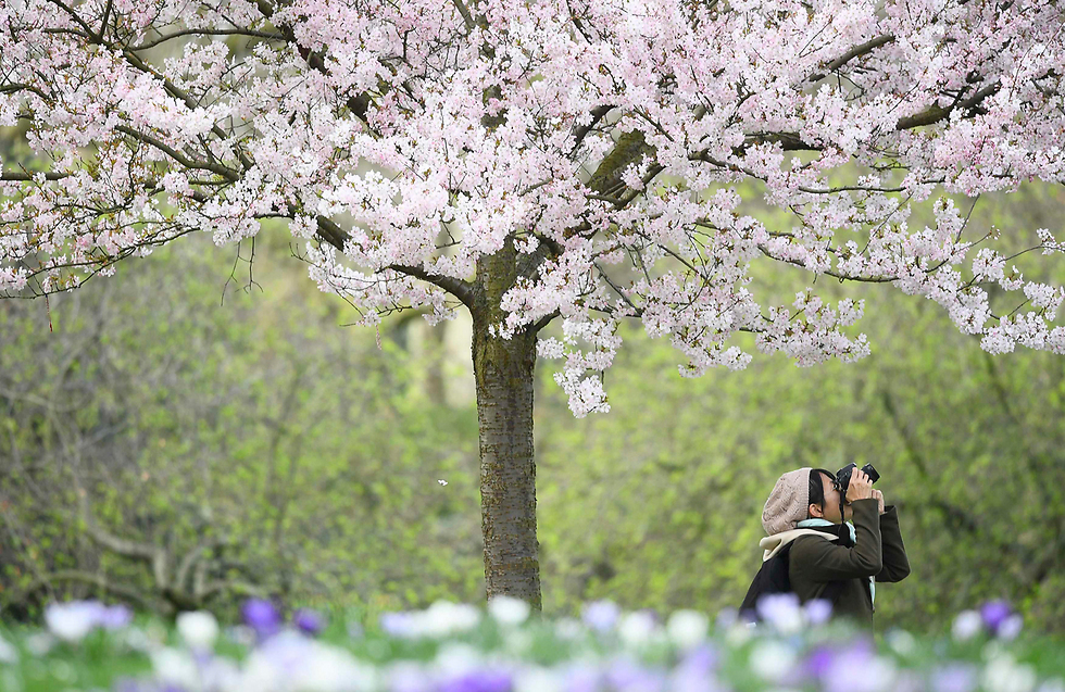 אישה מצלמת את הפריחה בפארק סנט ג'יימס בלונדון (צילום: רויטרס) (צילום: רויטרס)