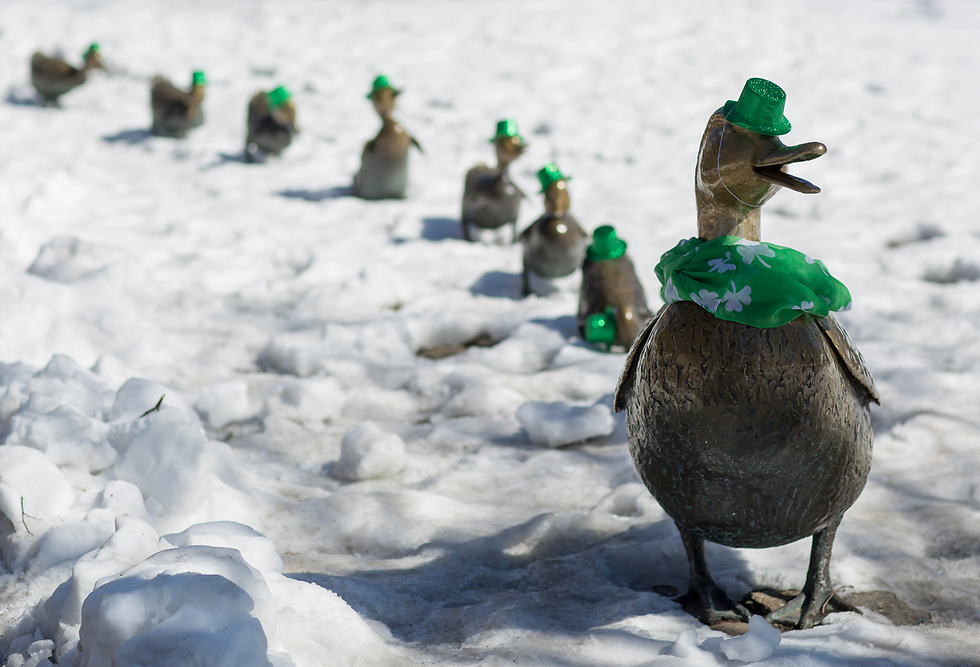 פסלי ברווזים הולבשו בירוק במהלך חגיגות יום פטריק הקדוש בבוסטון (צילום: EPA) (צילום: EPA)