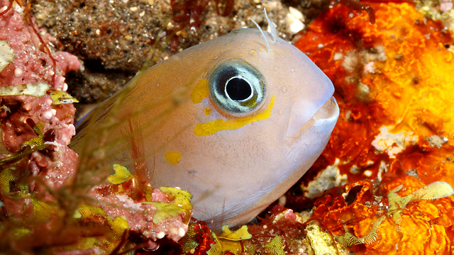כמו דג מחוץ למים. דג ממשפחת הקרנוניים  (צילום: Shutterstock) (צילום: Shutterstock)