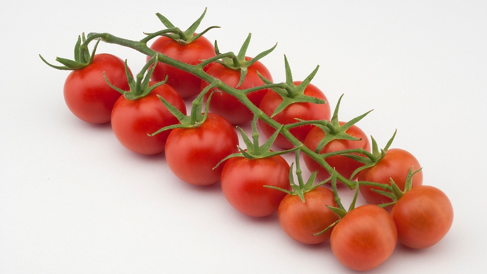 אשכול עגבניות צ'רי- "עגבניית צ'רי נבולה" (Nebula) המכונה גם בשם "פיצוץ של טעם" (צילום: זרעים-גדרה) (צילום: זרעים-גדרה)