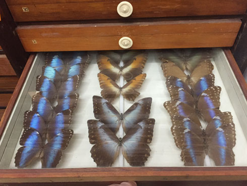 כאן יגורו בכיף: פרפרים (צילום: מוזיאון הטבע עש שטיינהרדט)