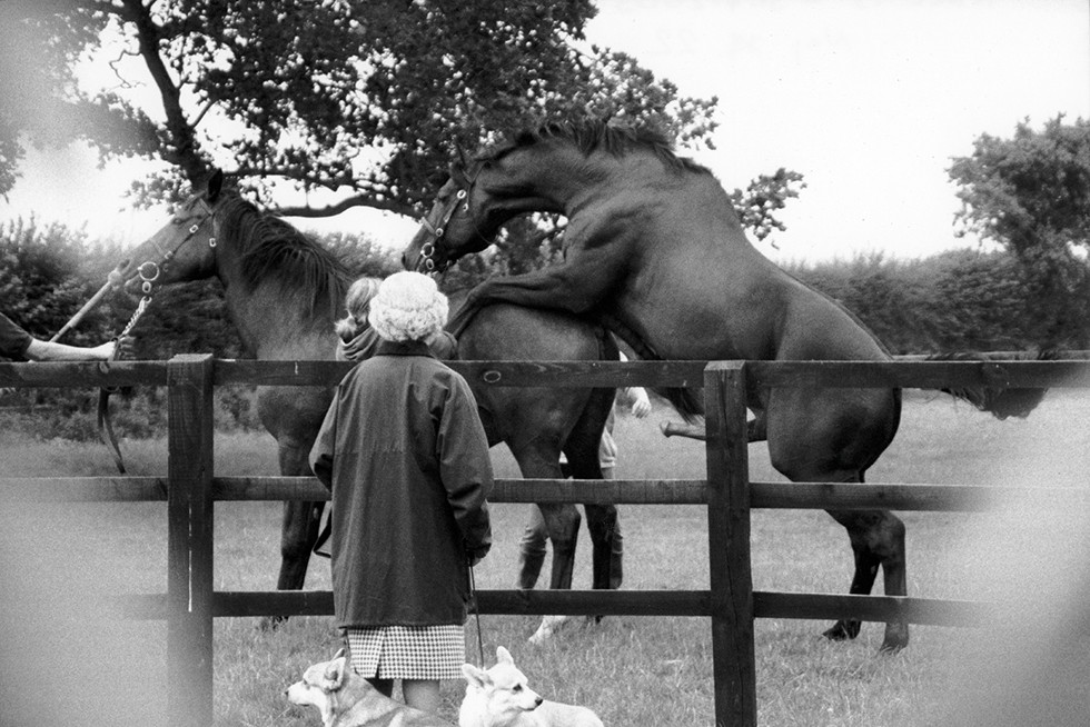 זו לא באמת המלכה אליזבת' ובטח הסוסים גם לא בריטיים (צילום: אליסון ג'קסון) (צילום: אליסון ג'קסון)