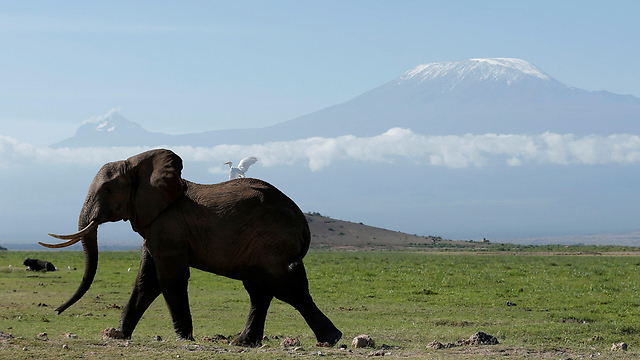 ציד הפילים הביא לירידה של כ-20% במספר הפילים באפריקה (צילום: רויטרס) (צילום: רויטרס)
