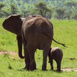 פילים בטנזניה