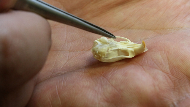 גולגולת של עכבר - הפינצטה מצביעה על השיניים (צילום: אוניברסיטת חיפה) (צילום: אוניברסיטת חיפה)