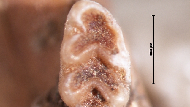 הגדלה מיקרוסקופית של שן העכבר - גודלה כ 1 מ"מ (צילום: אוניברסיטת חיפה) (צילום: אוניברסיטת חיפה)