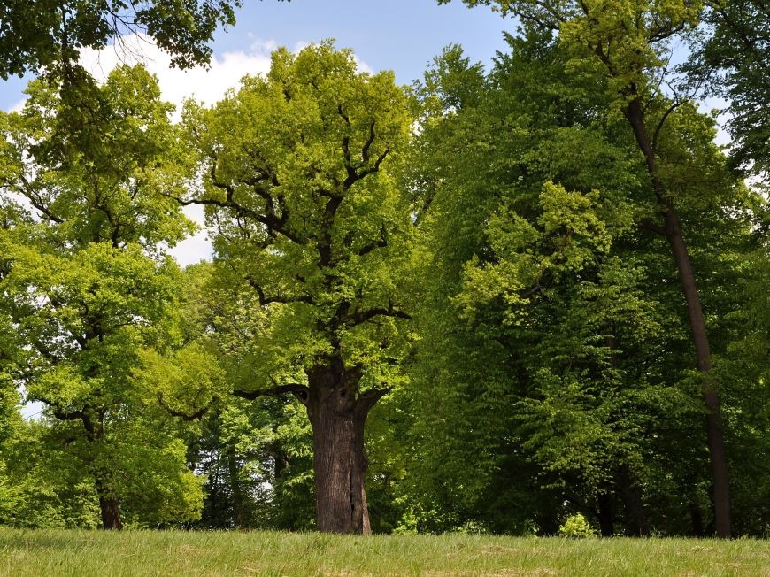 The oak tree (Photo: Rafal Godek/treeoftheyear.org) (Photo: TPS)