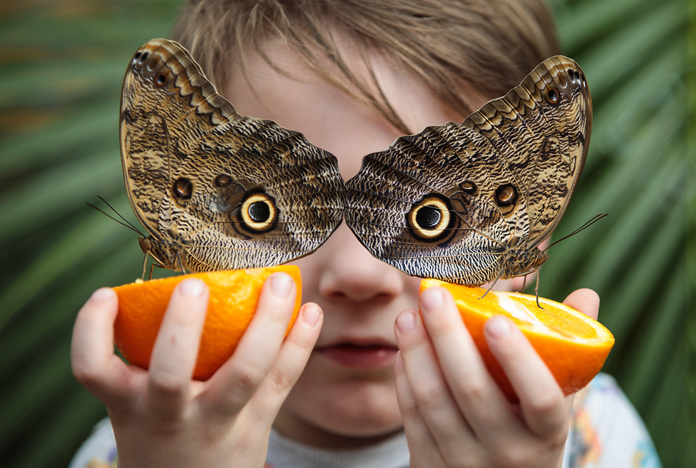 ג'ורג' לואיס, בן חמש, עם שני פרפרים לעיניו ושני חצאי תפוזים בידיו במוזיאון להיסטוריה של הטבע בלונדון (צילום: gettyimages) (צילום: gettyimages)