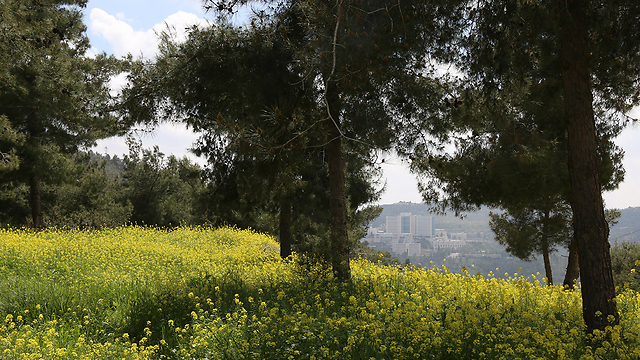 מזג אוויר נעים גם באזור הסטף שבהרי ירושלים  (צילום: עפר מאיר) (צילום: עפר מאיר)