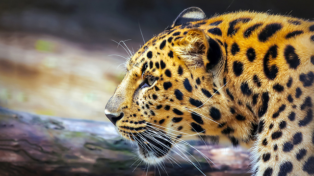 Леопард. Фото: shutterstock