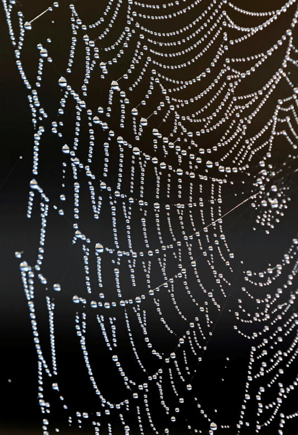 טיפות מים על קורי עכביש בשאטו לה לובייר באזור לאוניין שבדרום-מערב צרפת (צילום: רויטרס) (צילום: רויטרס)