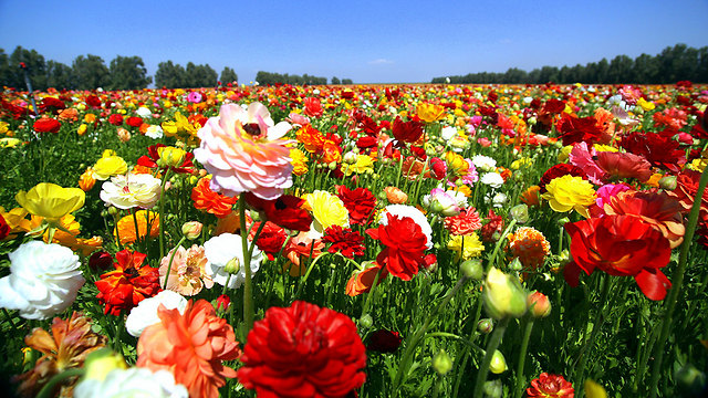 פרחי אביב מככבים בנגב המערבי (צילום: רועי עידן) (צילום: רועי עידן)