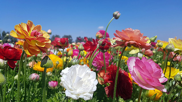 הפריחה בנגב המערבי (צילום: רועי עידן) (צילום: רועי עידן)
