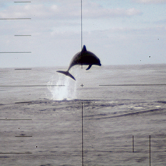 דולפין קופץ